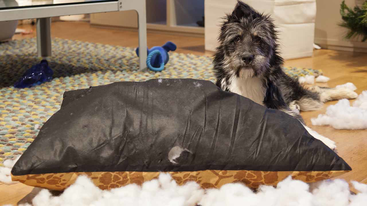 When to Say Goodbye To Your Dog’s Beds, Bowls, and Toys