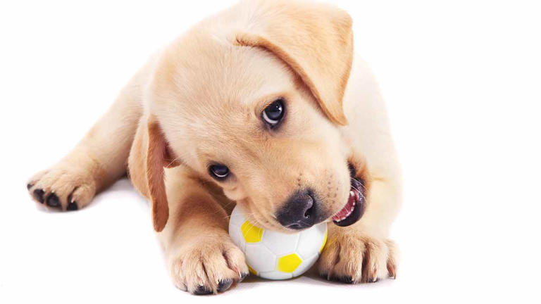 When to Say Goodbye To Your Dog’s Beds, Bowls, and Toys