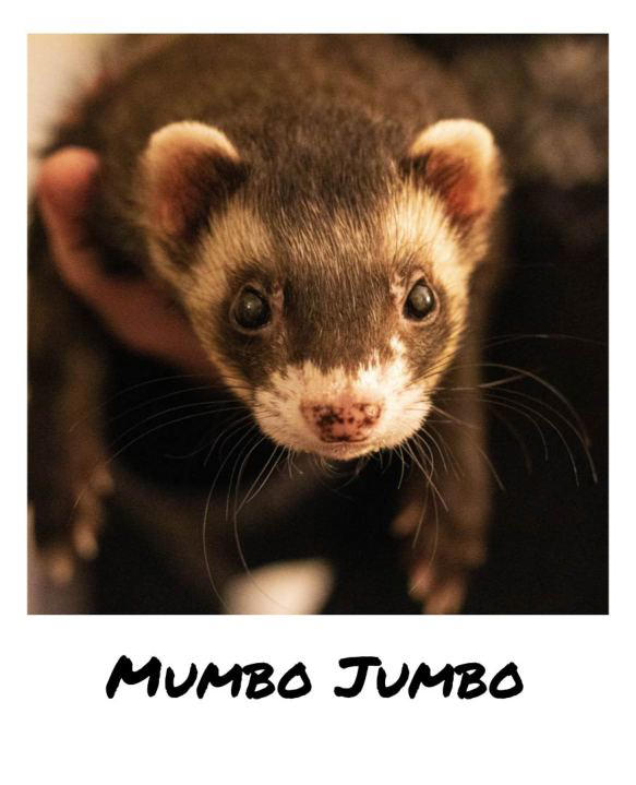 North Carolina ferret ‘Mumbo Jumbo’ recognized in unusual popularity ...