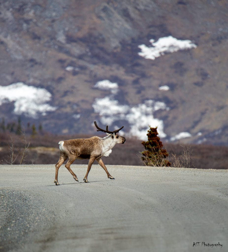 <p>You never know when a deer, moose, or bear could cross the road. Stay alert while driving and stick to the speed limit. If you hit a full-grown moose, bad things are in store for you.</p>