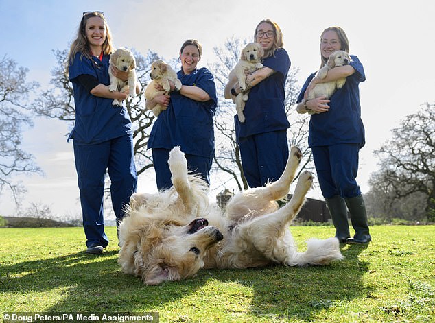 golden retriever named trigger who fathered 300 guide dog puppies in 39 litters finally retires