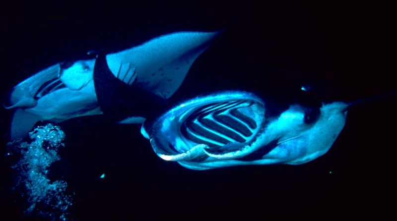 <p>Some dives are best done during the day, but when it comes to manta rays, the best time to see them is at night. And one of the best places to check these out is in Kona in Hawaii.</p> <p>At the Kona Manta Ray Night Dive spot, the area is lit to attract plankton. This in turn draws many of the area's 250 manta rays to the site, creating an electric atmosphere for divers.</p>