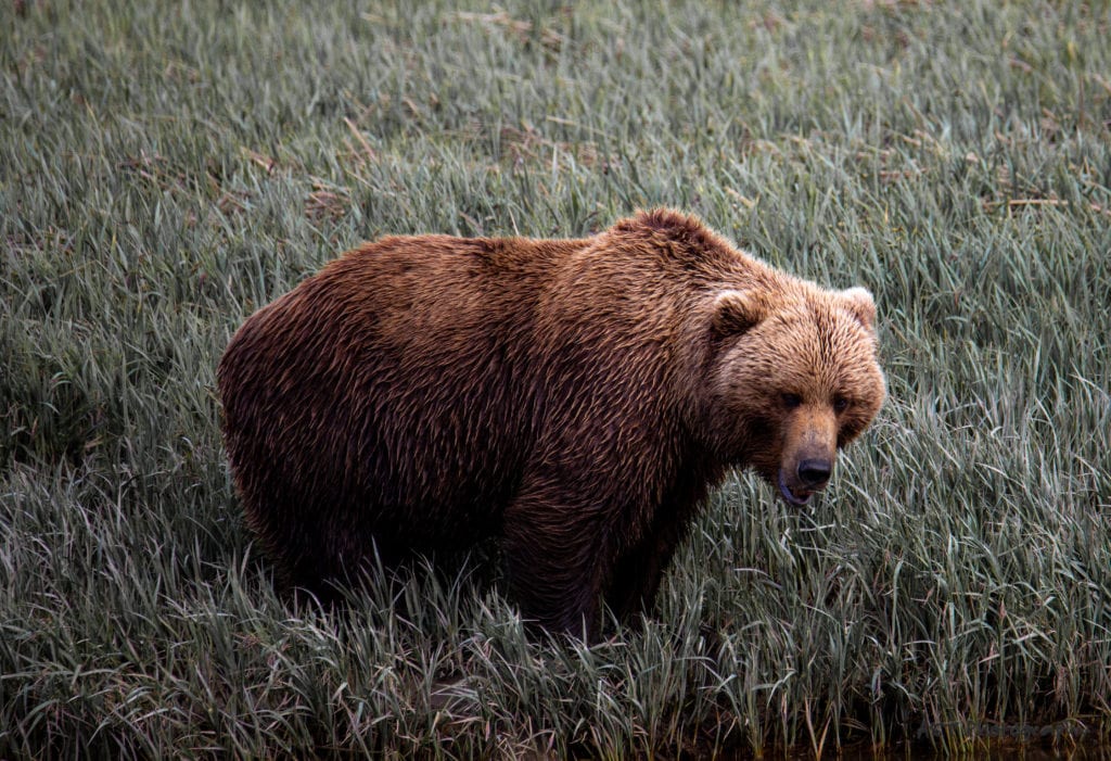 <p>1B in Alaska was seeing coastal brown <a href="https://explorewithalec.com/lake-clark-bear-viewing/">bears in Lake Clark</a>. It was one of the most incredible feelings and I was so happy we did it. I will note that it was not cheap. For two adults, it could easily run you $1,500 for a day. If this is on your bucket list, start saving up – but you won’t regret it!</p><p><strong>More from www.explorewithalec.com</strong></p><ul> <li><a href="https://explorewithalec.com/hiking-attire/">What to wear before you hike?</a></li> <li><a href="https://explorewithalec.com/katla-ice-cave/">Explore Iceland's Katla Ice Cave</a></li> </ul>