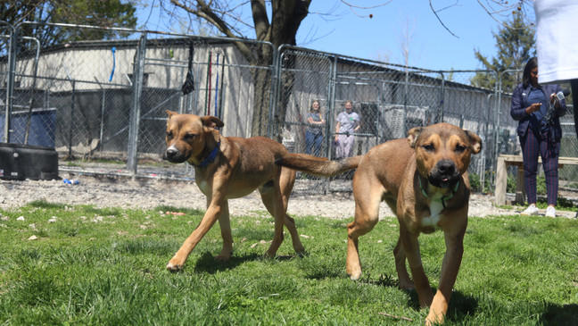 Meet the pets: Central Missouri Humane Society has dozens of dogs, cats ...