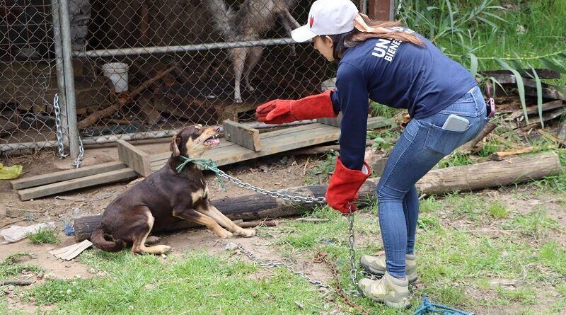 rescatan a siete perros que se encontraban encadenados en el parque itchimbía