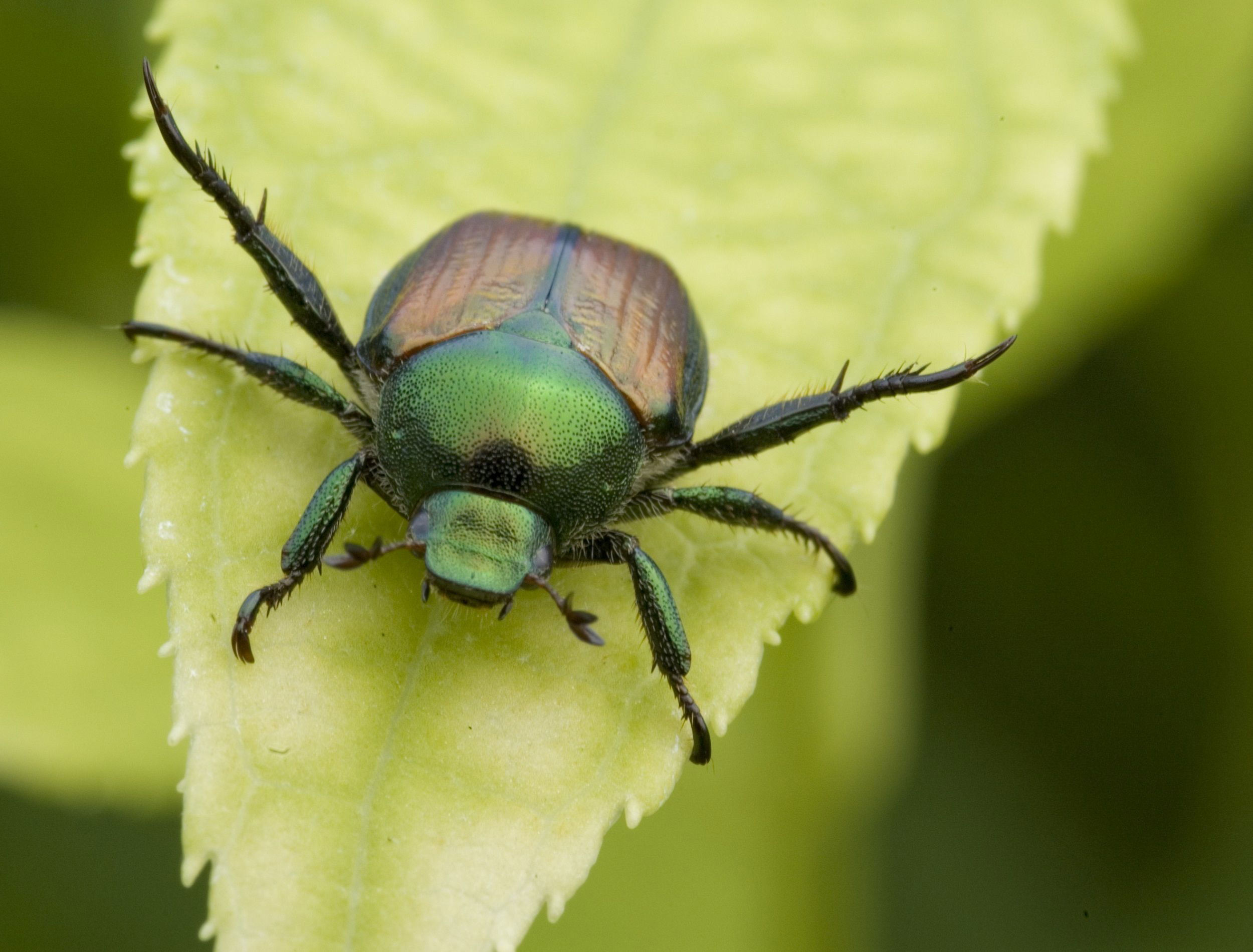 Garden Pest Detection: How to Spot and Identify Common Bugs