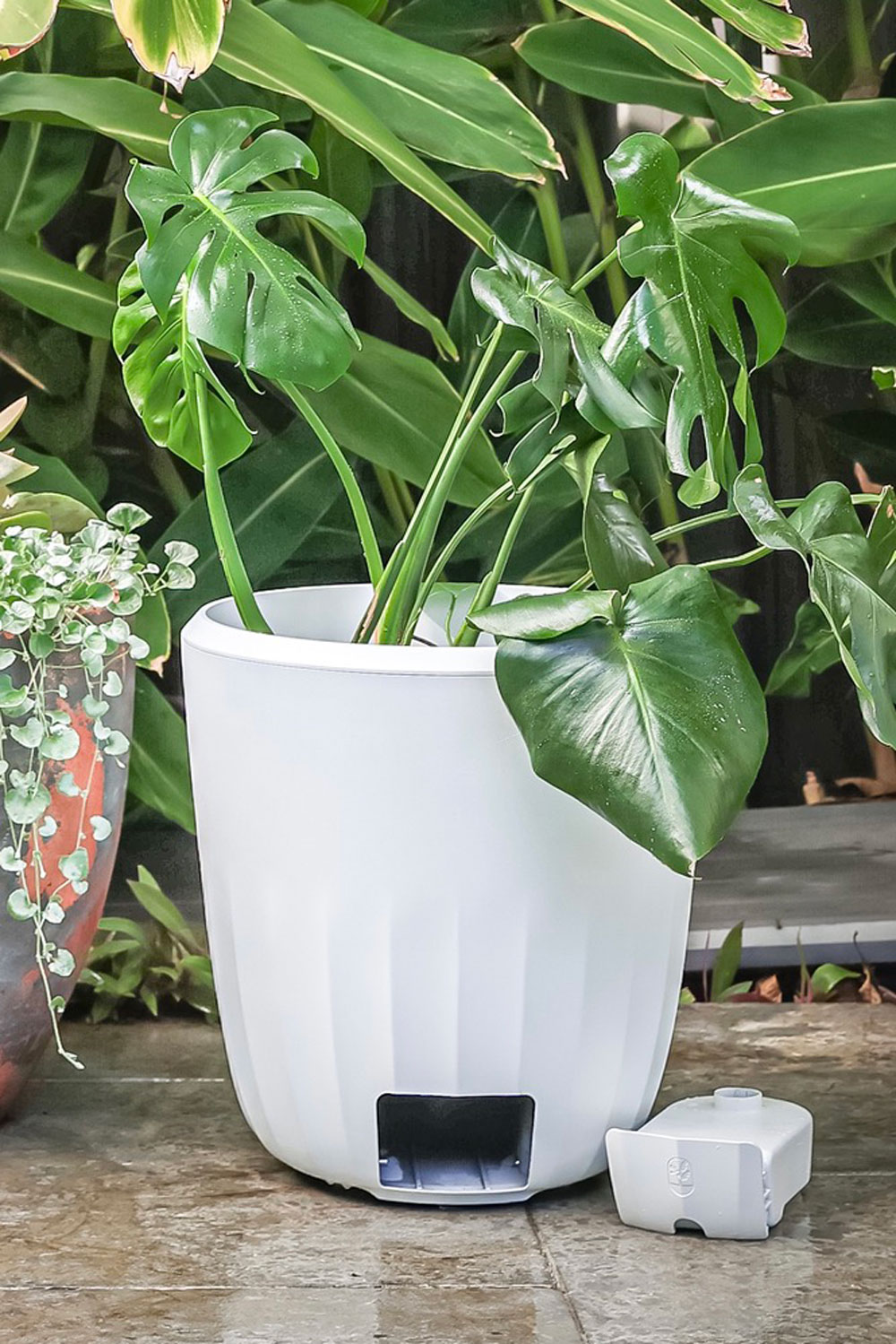 mum's game-changing plant pot takes the guesswork out of watering plants
