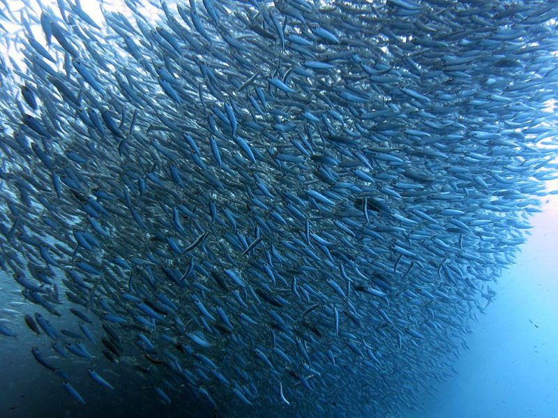 <p>Each year between May and June, millions of sardines migrate north to move toward colder waters. Experienced divers can head out to the coasts of the Eastern Cape and KwaZulu-Natal to experience the incredible sight.</p> <p>The sardine run is about more than just the tiny fish, it is also about the predators who chase them. Divers will see dolphins, sharks, and whales all follow the pack and periodically come in for a bite.</p>