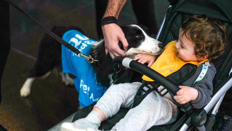 A traveler pets the airport therapy dog Alita while walking through Istanbul Airport in Turkey, Wednesday, April 3, 2024. Istanbul Airport has made five new hires to a provide stress-free travel experience for anxious passengers.