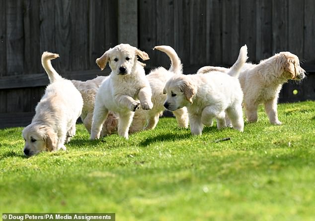 golden retriever named trigger who fathered 300 guide dog puppies in 39 litters finally retires
