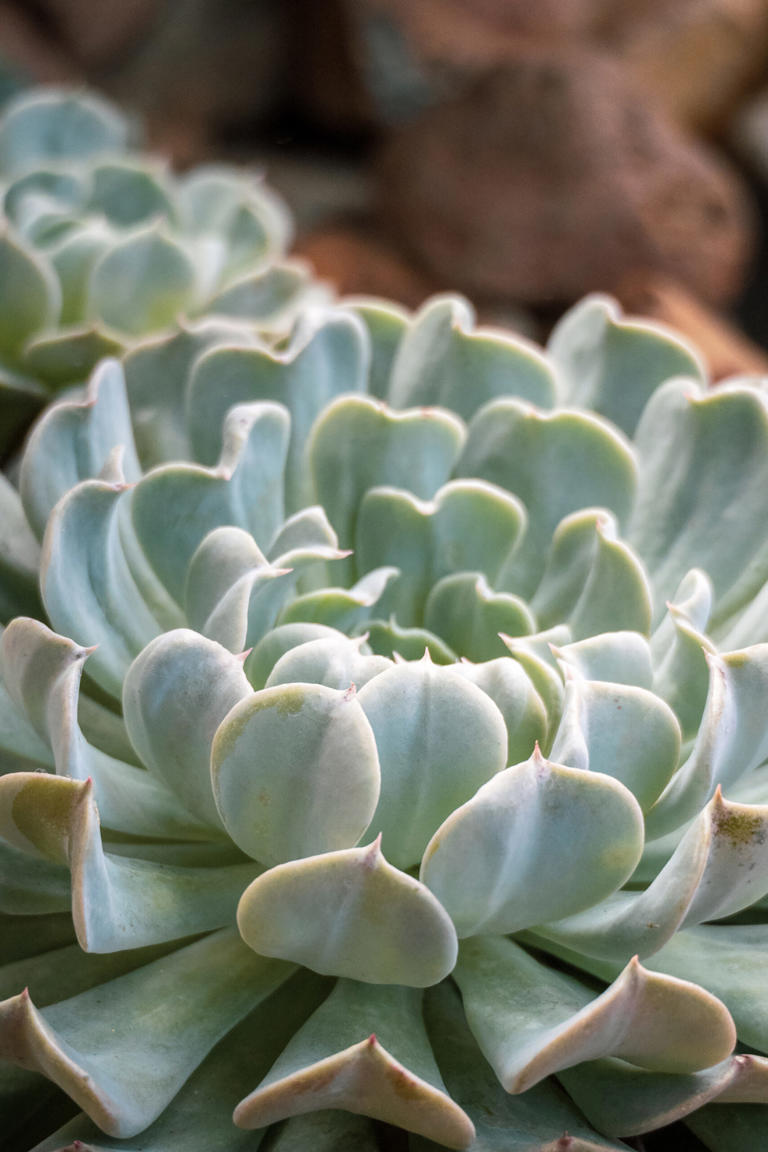 A beginner’s guide to growing stunning succulents