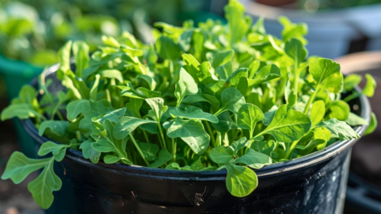 15 Delicious Foods You Can Grow in 5 Gallon Buckets