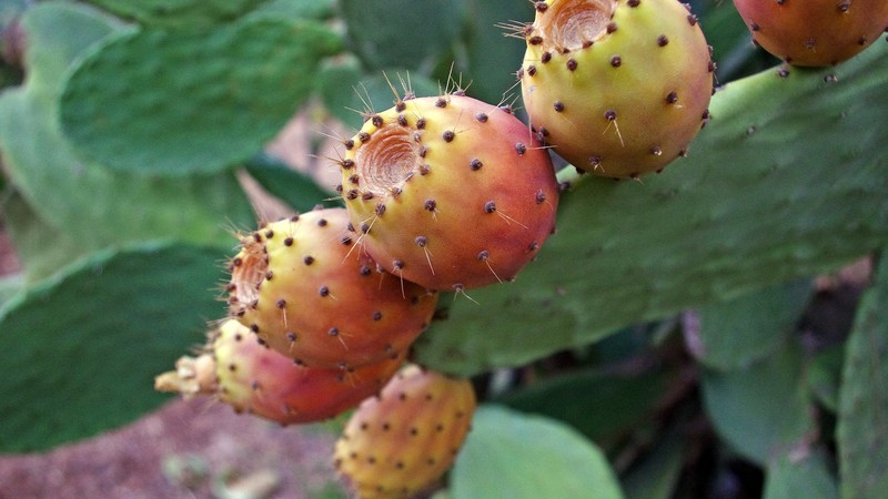 the benefits of using prickly pear seed oil