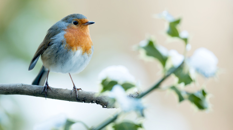 the porch paint color you should avoid if you want to attract birds to your yard