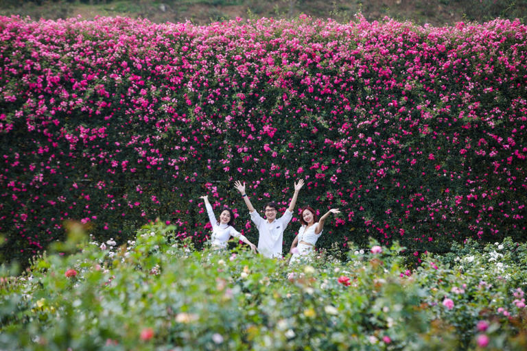 Lễ hội hoa hồng Fansipan năm nay sẽ diễn ra từ ngày 27/4. Ảnh: Sun World