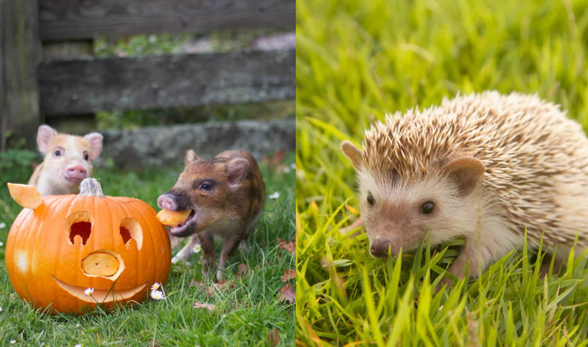 Insanely cute miniature animals from around the world