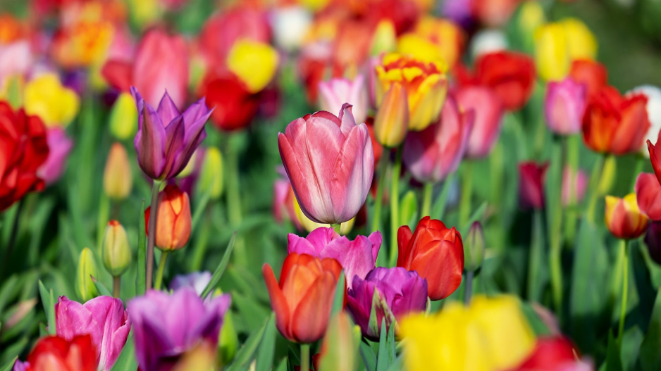 tulipány kralují jarním zahradám: odkud se vzaly a co s nimi po odkvětu aby dlouho a krásně kvetly