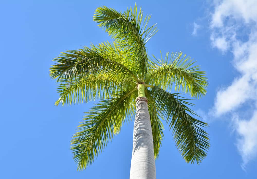 The 20 Most Expensive Palm Trees You Can Buy