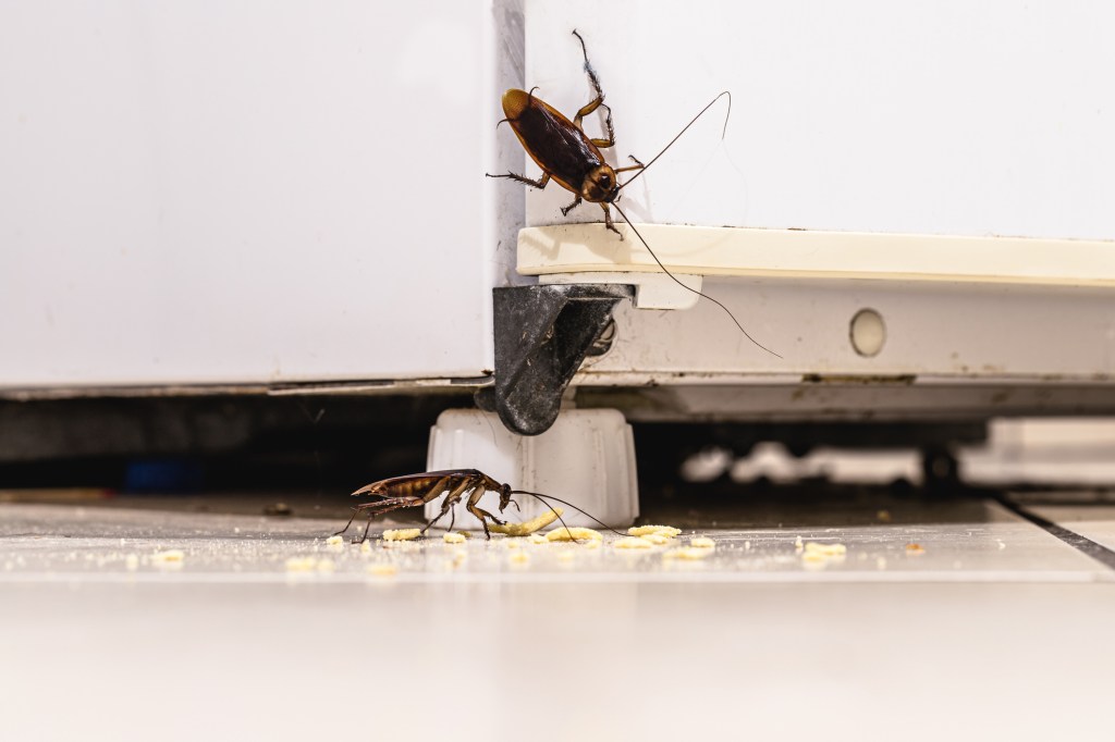 Rats, lice, wasps and cockroaches among pests plaguing NHS hospitals