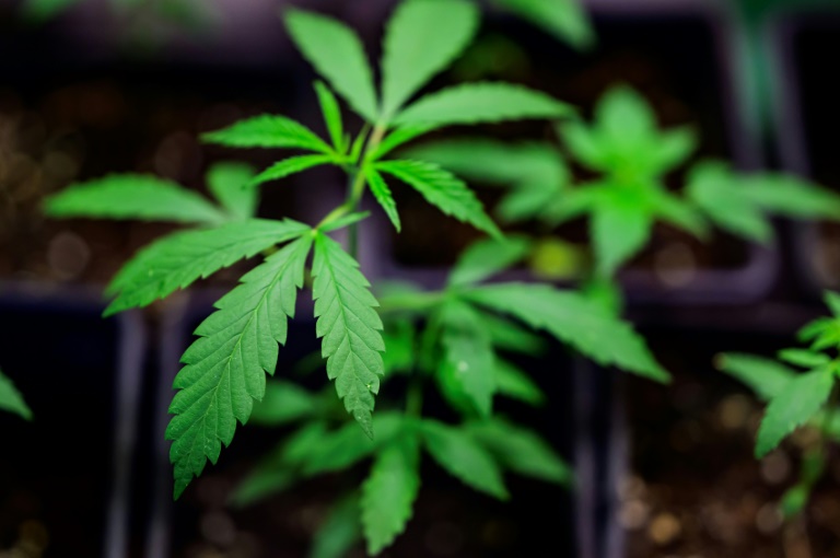 krankenkasse kkh: zahl der cannabissüchtigen gestiegen
