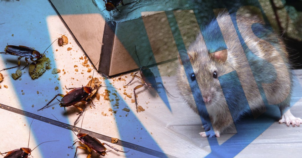 Rats, lice, wasps and cockroaches among pests plaguing NHS hospitals