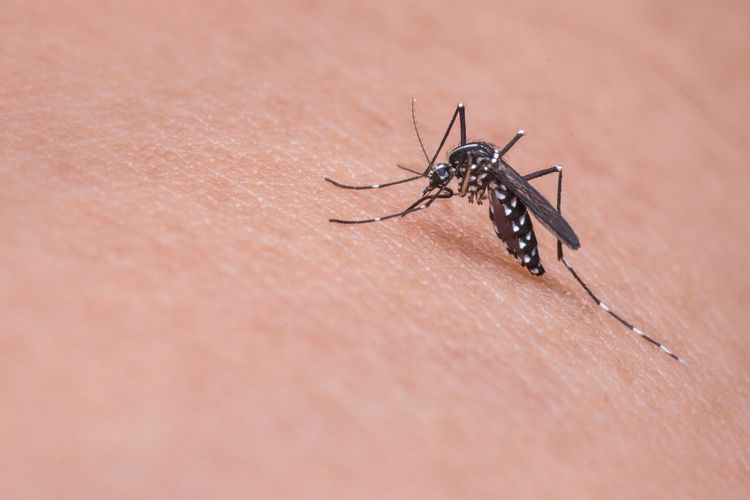 4 bahan alami pengusir nyamuk penyebab penyakit, mudah didapatkan di rumah