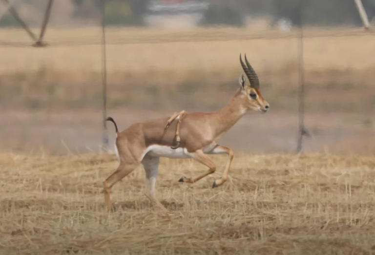 Six-legged gazelle is thriving and and likes 'hosting the females'