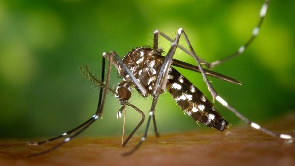 mehr fälle: denguefieber-gefahr in deutschland immer größer