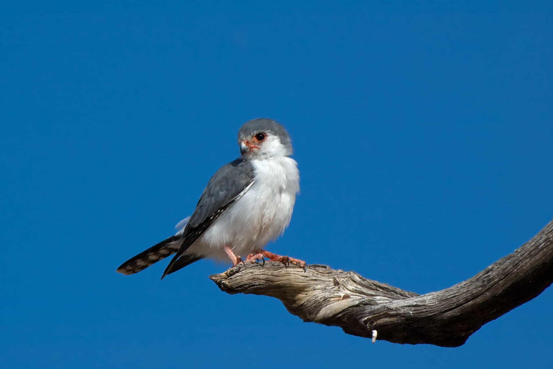 Insanely cute miniature animals from around the world