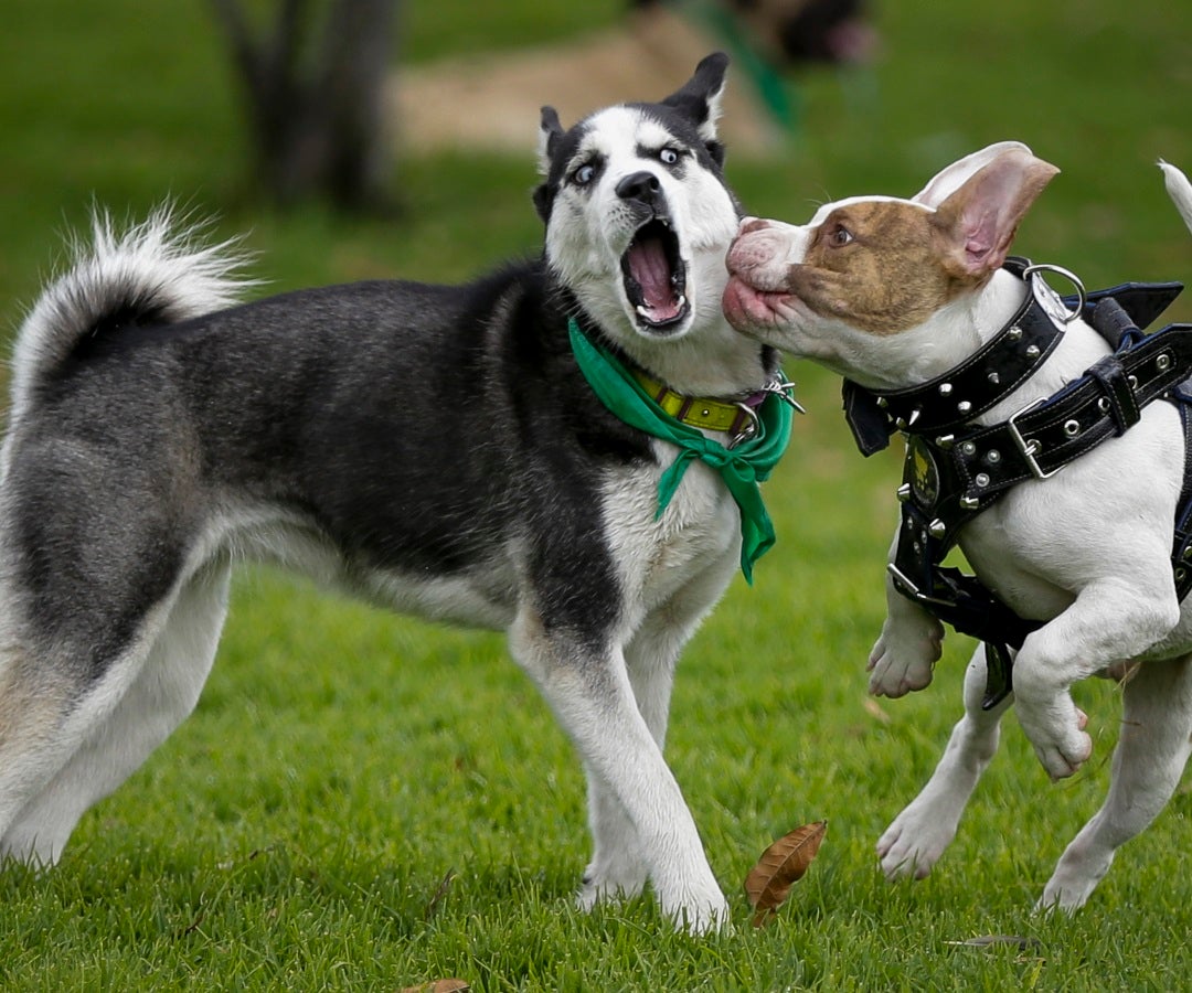 aprenda a controlar el comportamiento agresivo de su perro con estos siete pasos