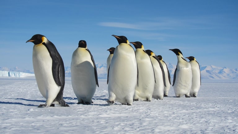 <p>Antarctica is the exclusive breeding ground for the Emperor Penguin, the tallest and heaviest of all living penguin species. These resilient creatures can survive the harsh winter temperatures dropping as low as -60°C (-76°F), breeding on the ice. Their remarkable adaptation and communal heat-conservation techniques testify to the extraordinary wildlife thriving in this frozen wilderness.</p>