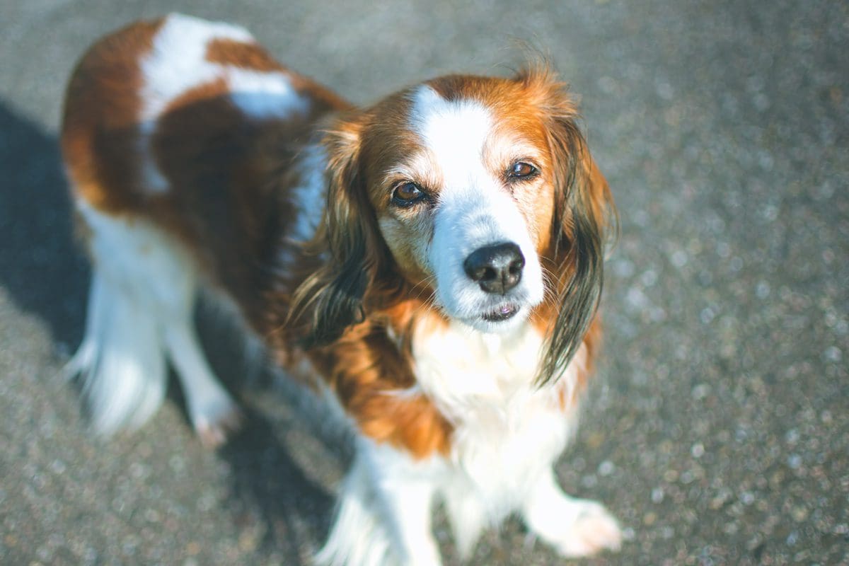 10 Reasons to Adopt an Older Dog