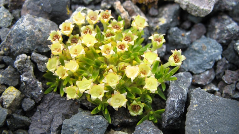 <p>Among the sparse vegetation in Antarctica, the Antarctic Pearlwort stands out for its ability to thrive in such an inhospitable climate. This small flowering plant symbolizes life’s resilience and is a critical study subject for understanding survival in extreme conditions.</p>