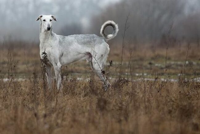 15 Sighthound Breeds and Their Unique Traits