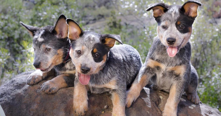 Australian Cattle Dog Puppies: Cute Pictures and Facts