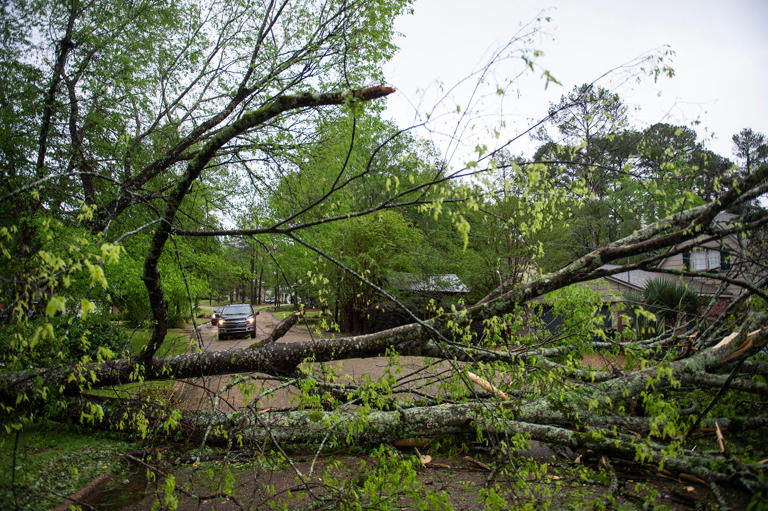 A truck approaches a downed tree blocking a street in Jackson, Miss., on April 10, 2024, after powerful storms hit the area.