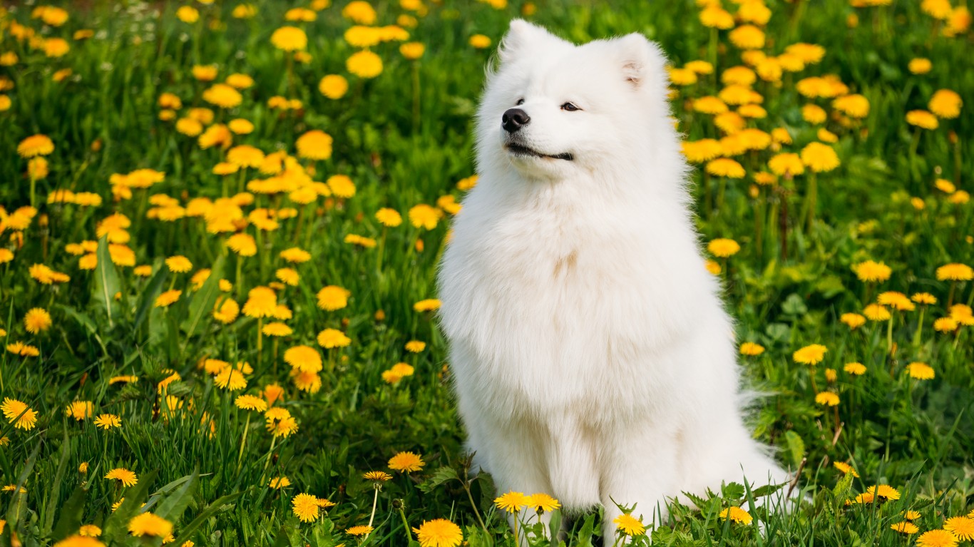 The Most Expensive Dog Breeds to Own