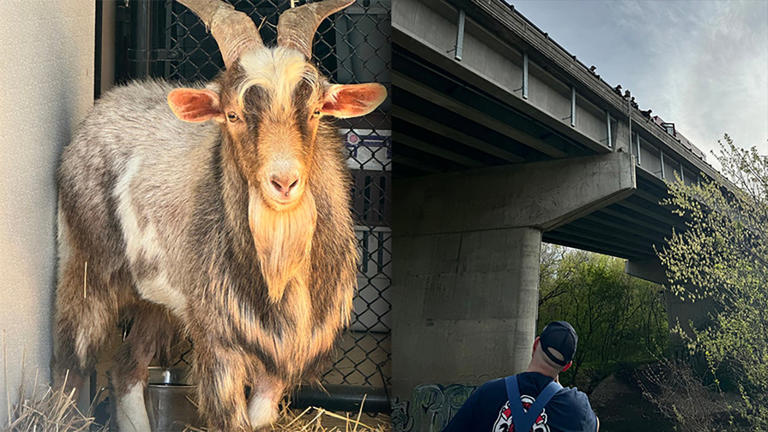 Escaped mountain goat dangles from rope in daring Kansas City rescue 80 ...