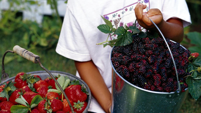 Should You Grow Strawberries And Blackberries Together In The Garden?