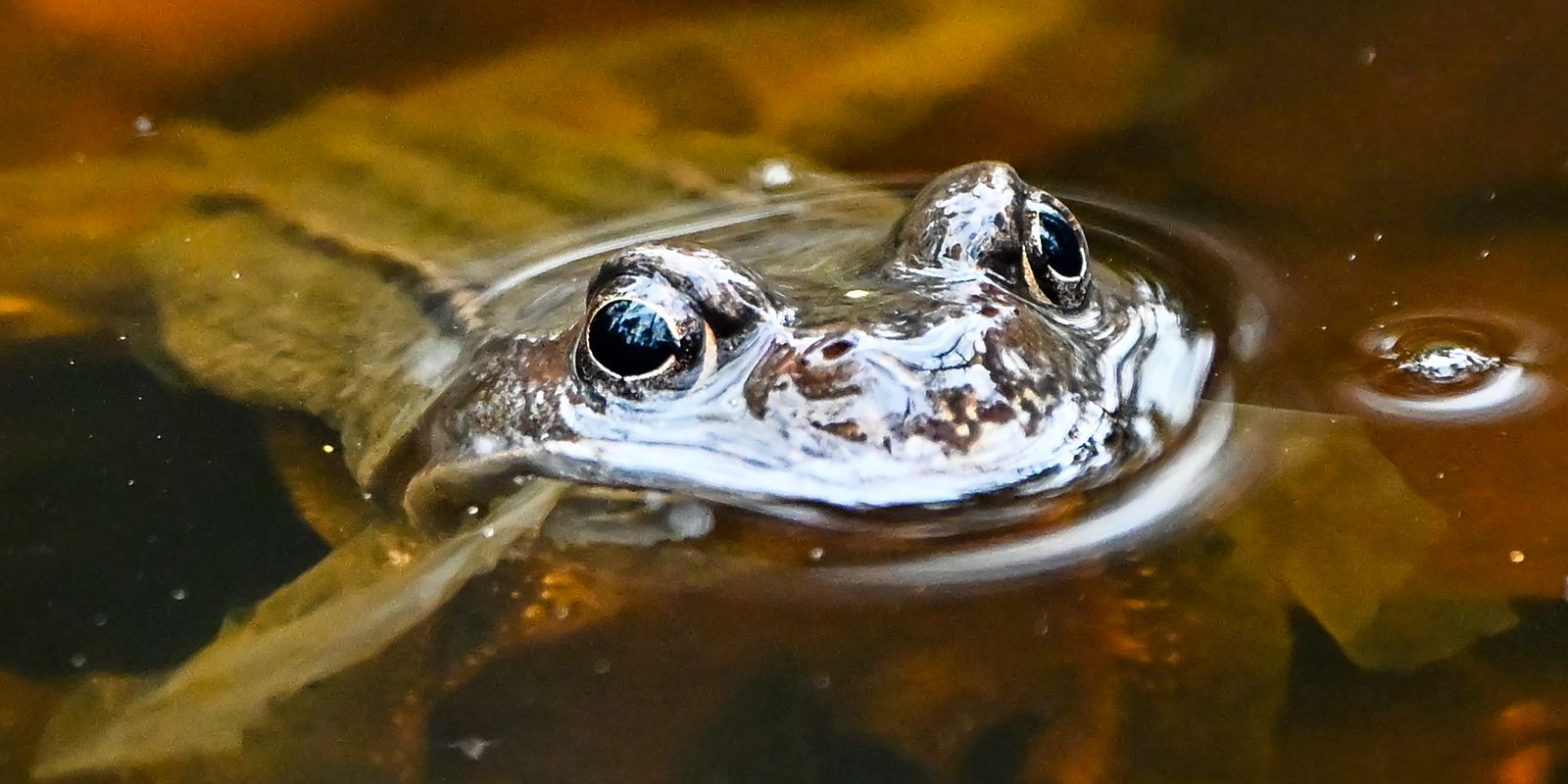 amazon, forskarnas nya upptäckt: grodor kan skrika