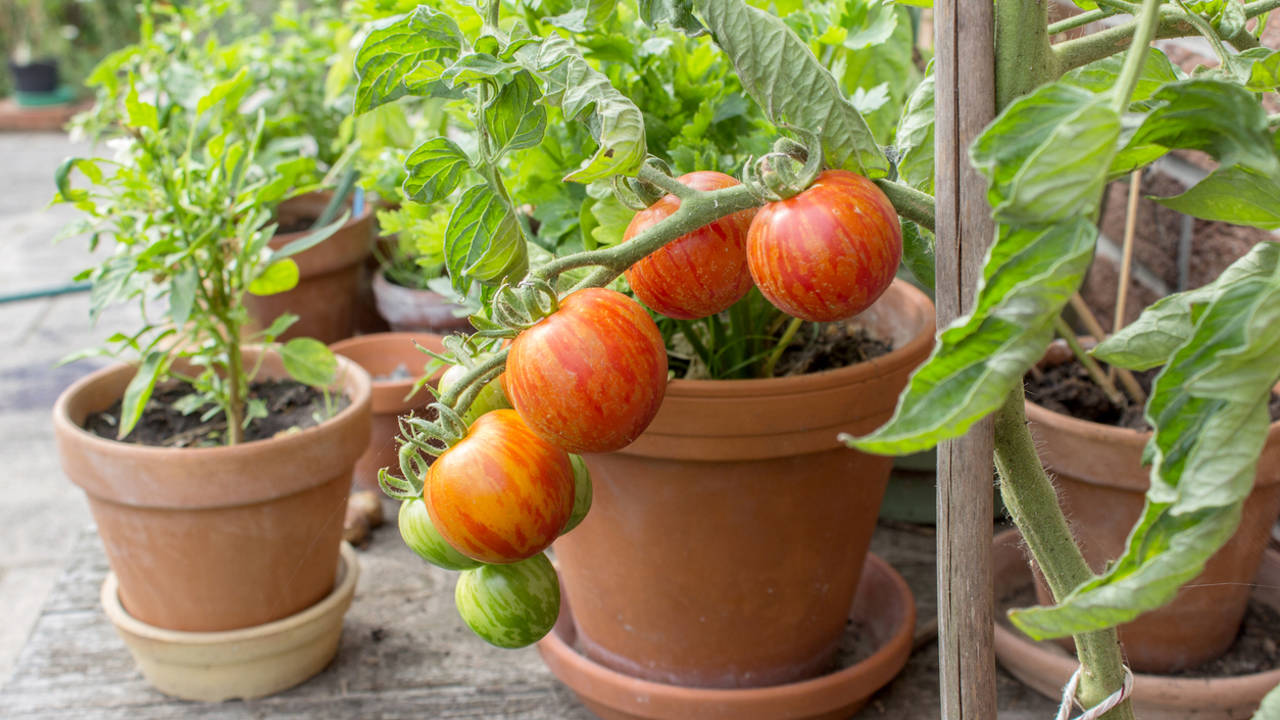 estos dos alimentos que tienes en la cocina son maravillosos para hacer crecer tus tomateras y otras plantas