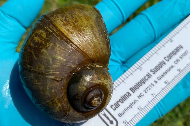 AGFC discovers invasive apple snails in live crawfish shipments