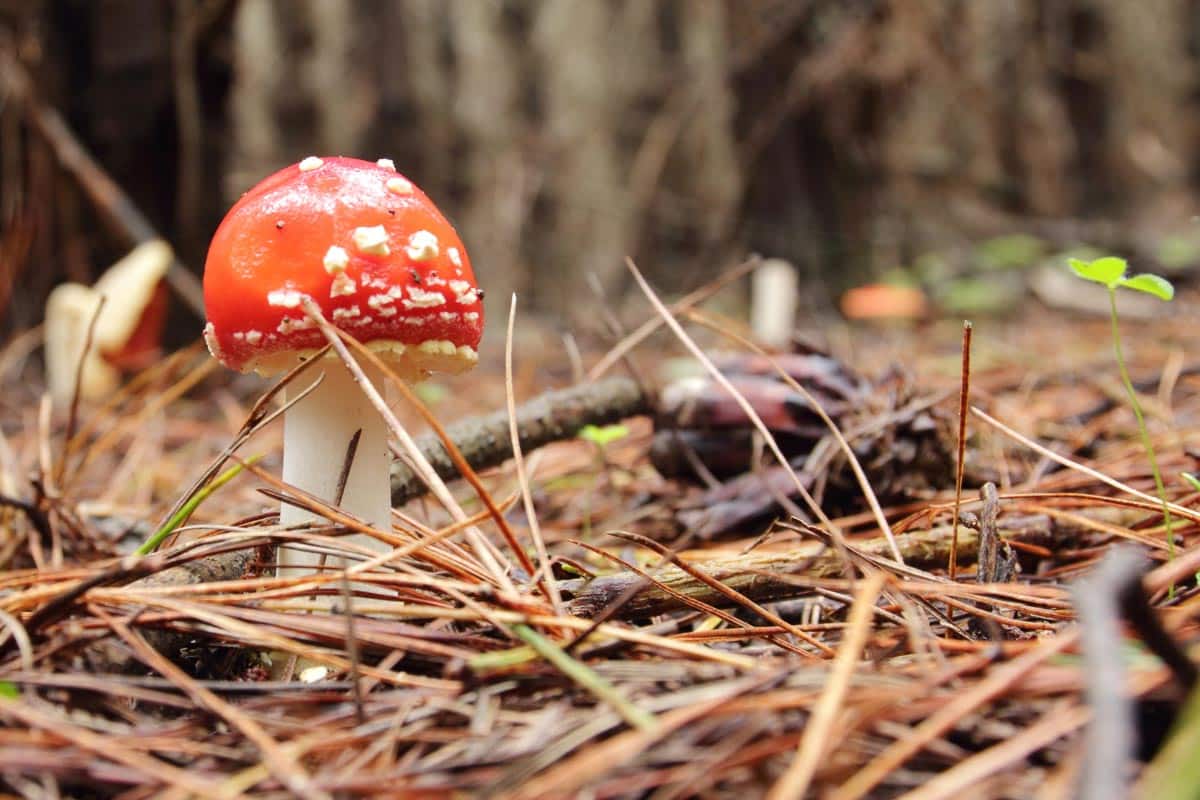 <p>Those button mushrooms at the supermarket are fine, but there are dozens of poisonous mushrooms that can cause death. Think you can just study and safely forage? One is called Death Cap Mushroom. Enough said. And many poisonous mushrooms look just like edible counterparts.</p>