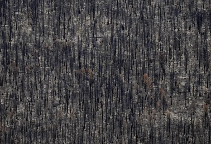 b.c. makes it easier to salvage timber damaged by wildfires