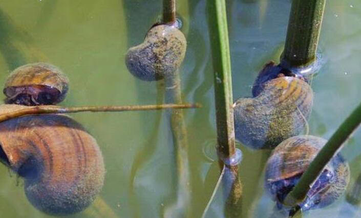 AGFC discovers invasive apple snails in live crawfish shipments