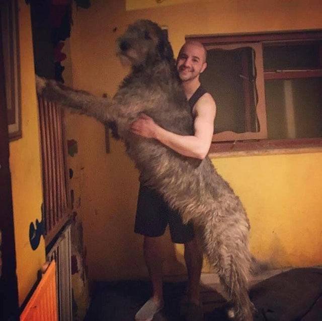 <p>Actually, both. This is an Irish Wolfhound held up to scale against his 5'8" owner. </p> <p>He looks like a really good boy, and I hope that he gets lots of treats. I wonder how big his poops are, though...</p>