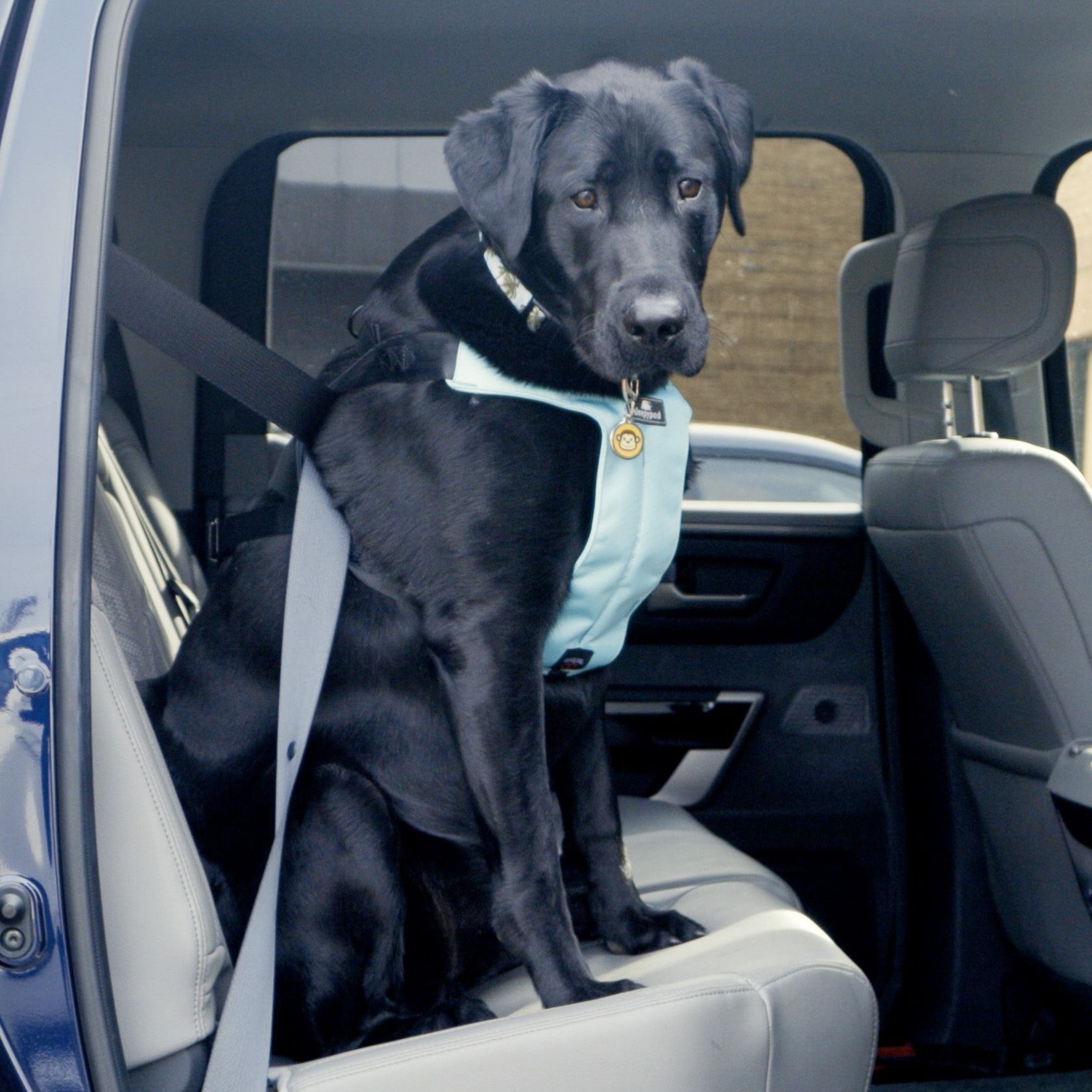 Take Your Pet for a Ride with the Best Dog Car Crates, Carriers, and ...