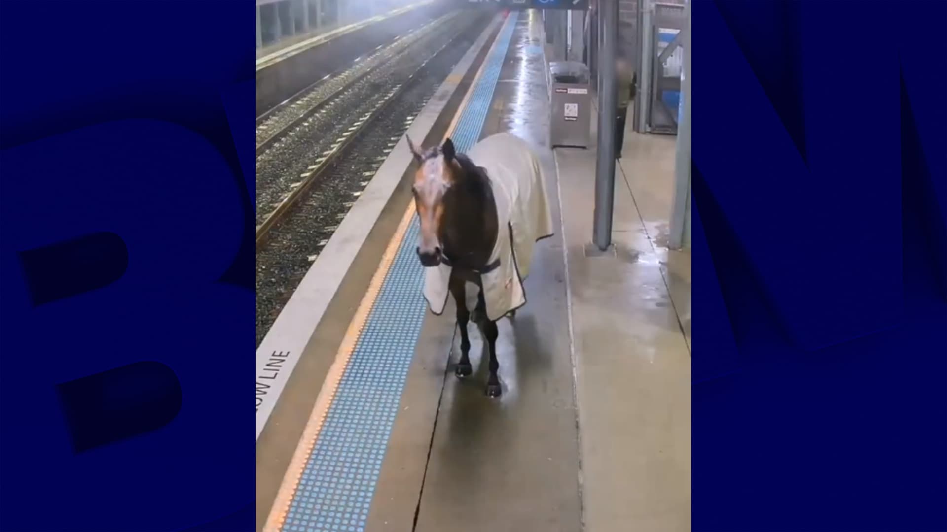 australie: un cheval crée la panique sur un quai de métro de sydney