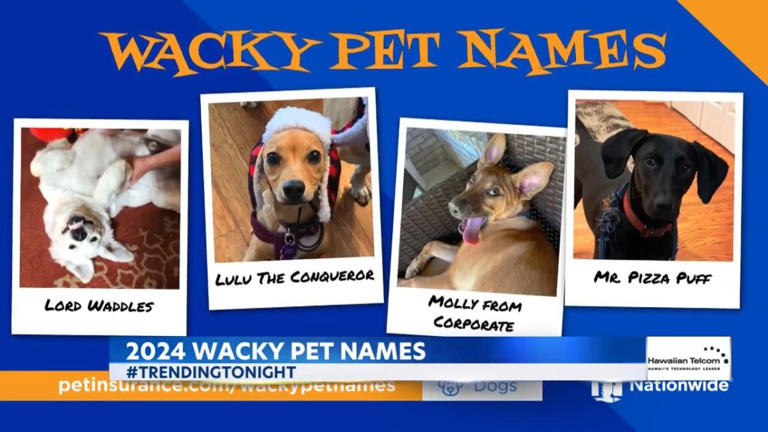 Watch: 'Wacky Pet Names' finalists include ChugChug Pickles, Steph Purrrry