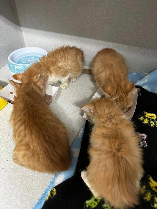 Fayette County Humane Society Takes In Abandoned Kittens